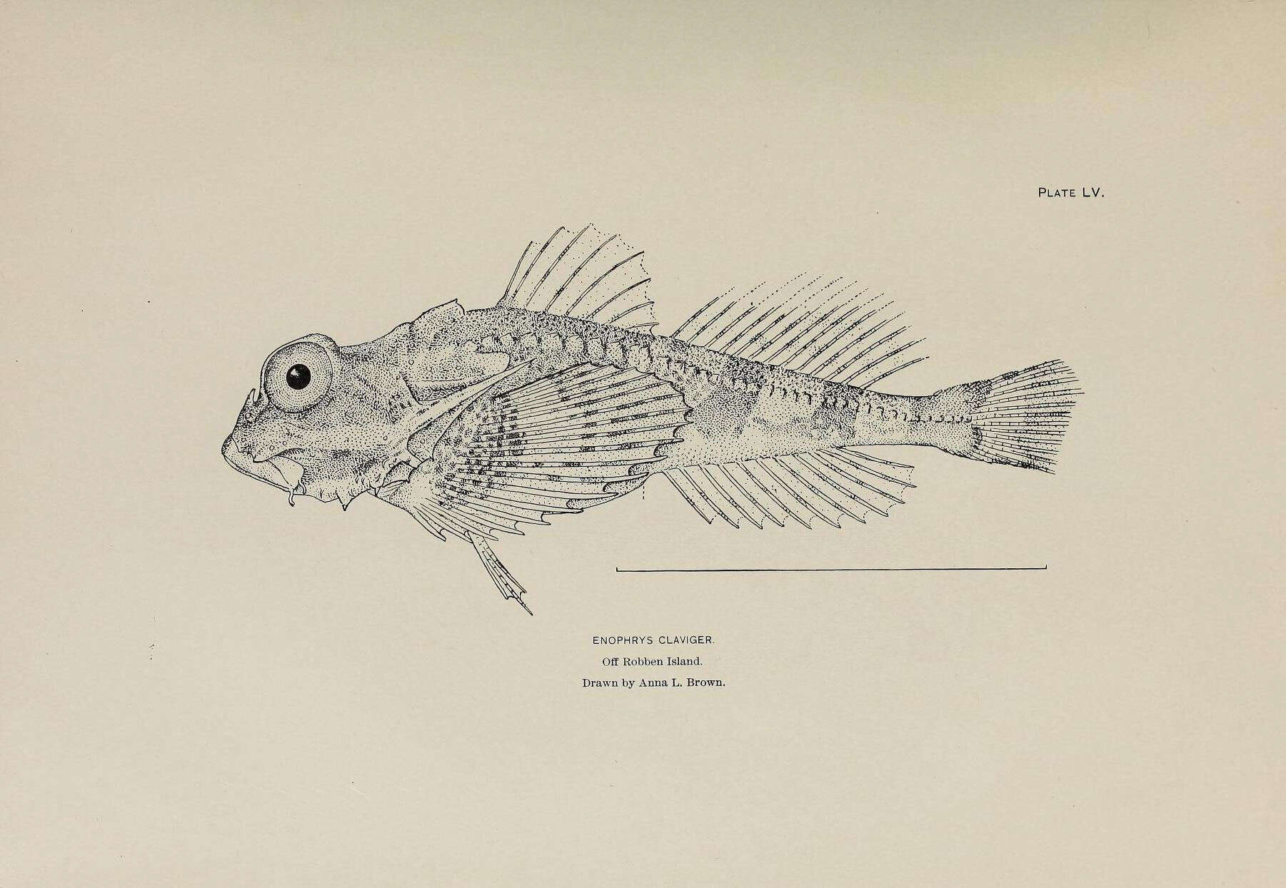 Image of Antlered sculpin