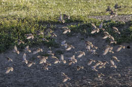 Image of Spanish Sparrow