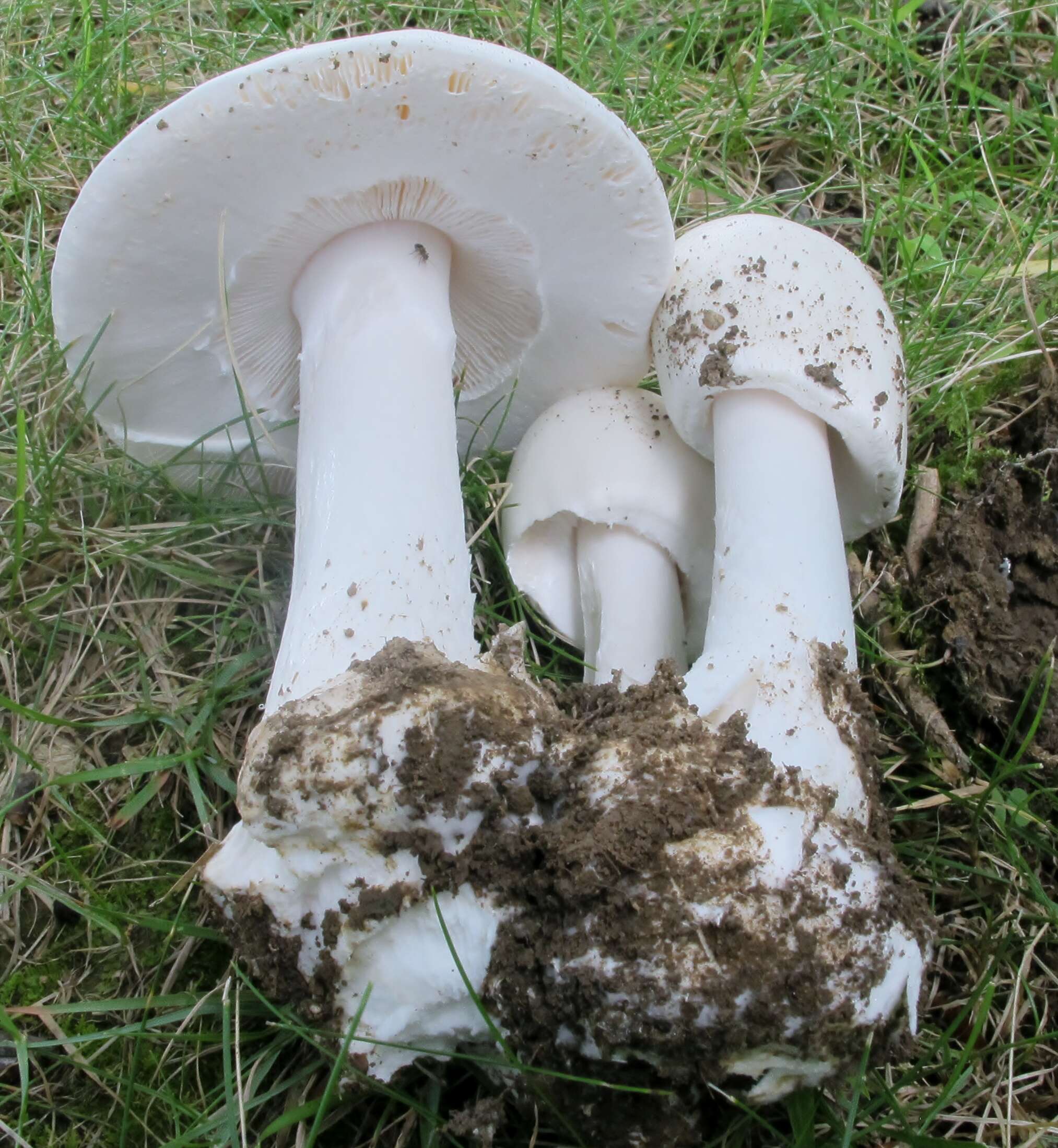 Image of Amanita suballiacea (Murrill) Murrill 1941