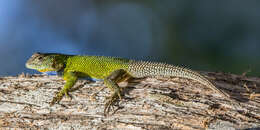 Image of Green Spiny Lizard