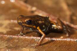 Image of Blue-bellied Poison Frog