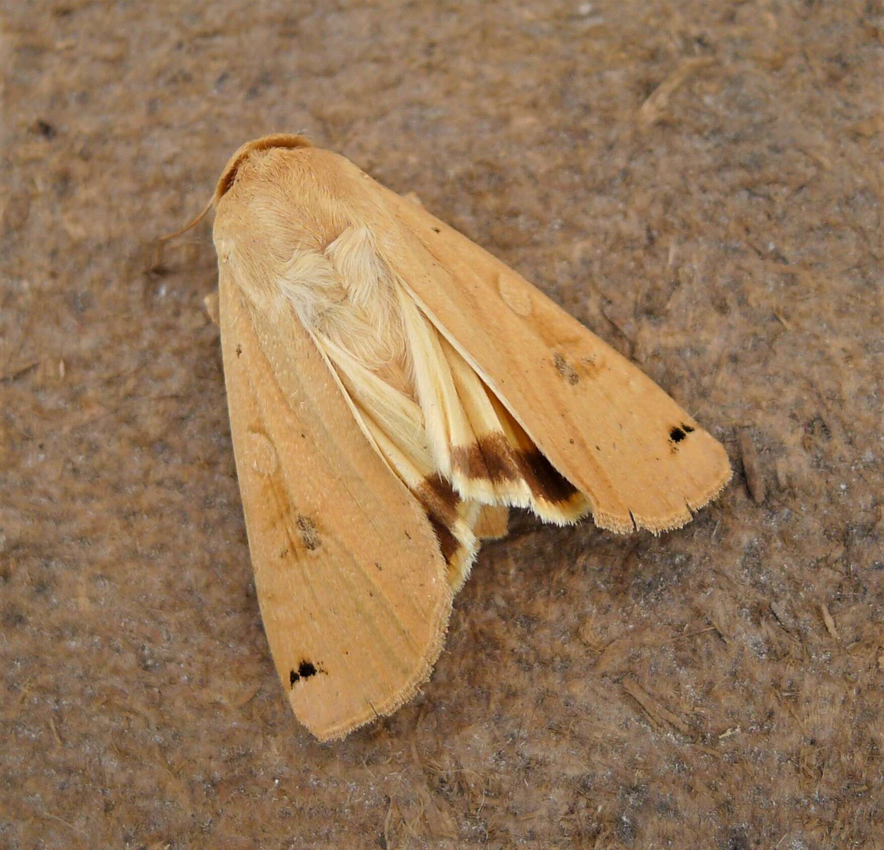 Image of Large Yellow Underwing