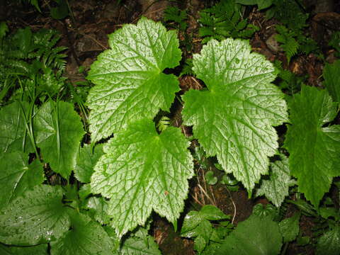 Image of Actaea japonica C. P. Thunberg ex A. Murray