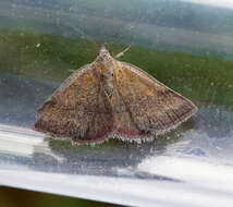 Image of small purple-barred