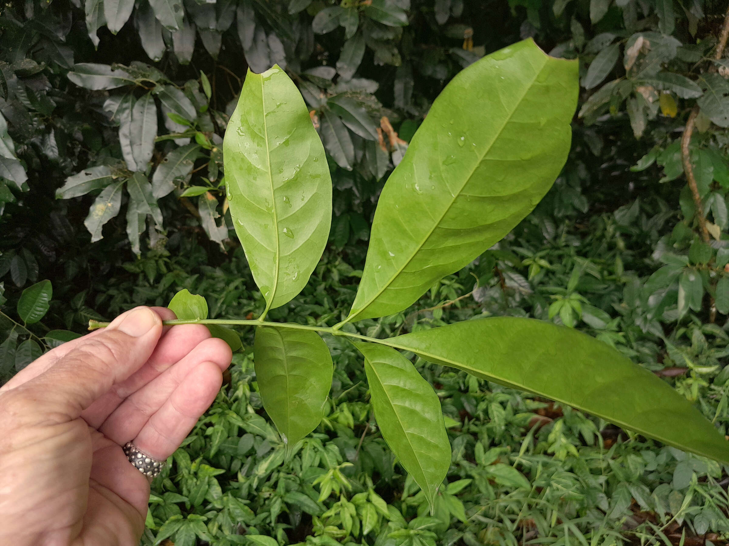 Image of Dysoxylum