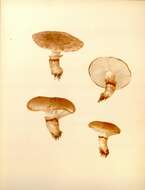 Image de Tricholoma robustum (Alb. & Schwein.) Ricken 1915