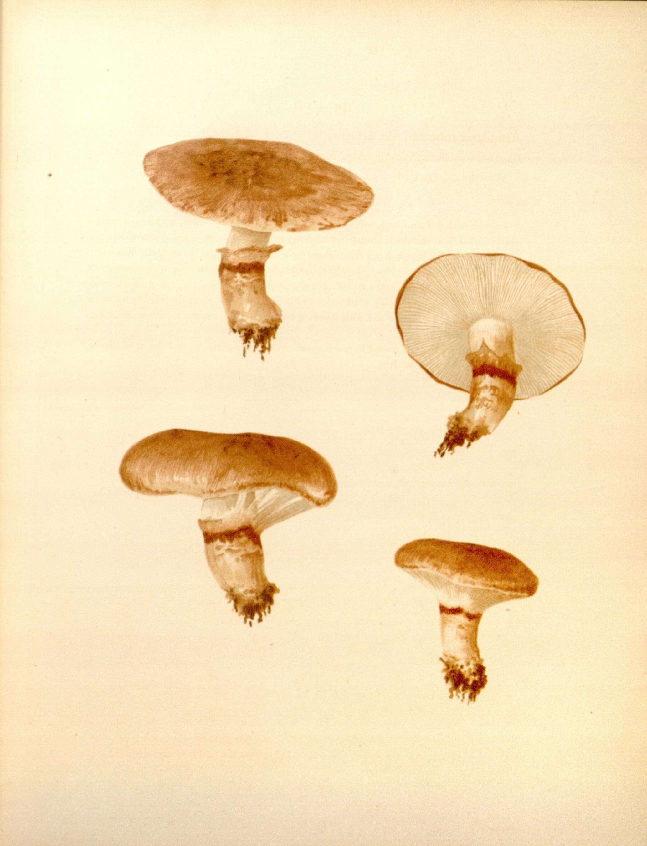 Image de Tricholoma robustum (Alb. & Schwein.) Ricken 1915