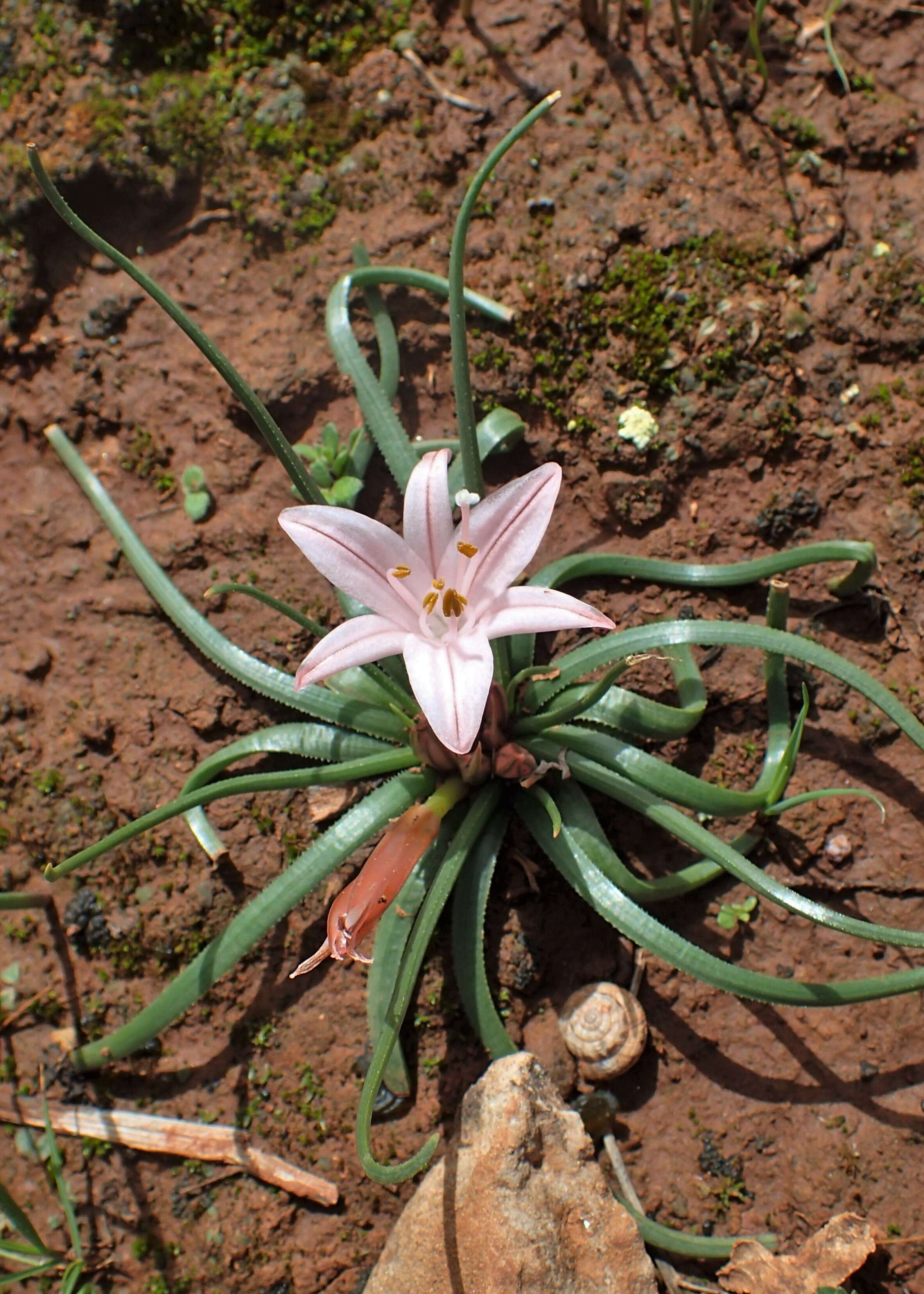 Image of Asphodelus acaulis Desf.