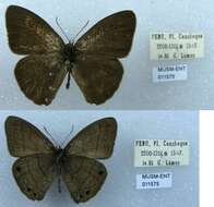 Imagem de Euptychia gisella Hayward 1957