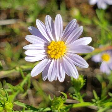 Image of Symphyotrichum kentuckiense