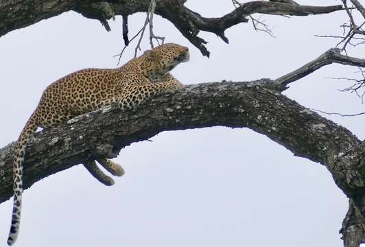 Image of Leopard