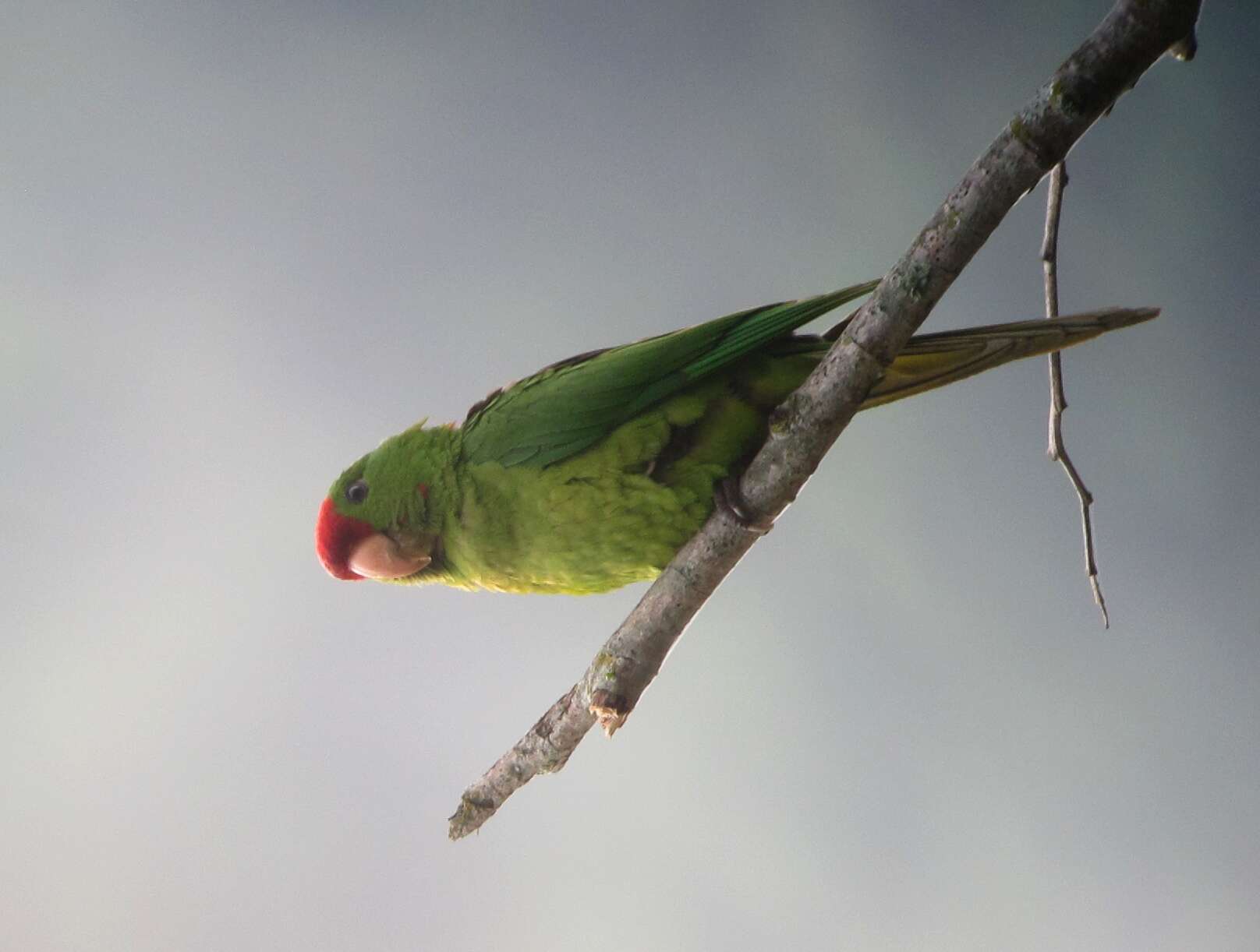 Image of Aratinga wagleri