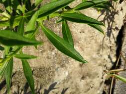 Plancia ëd Iberis umbellata L.