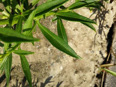 Imagem de Iberis umbellata L.