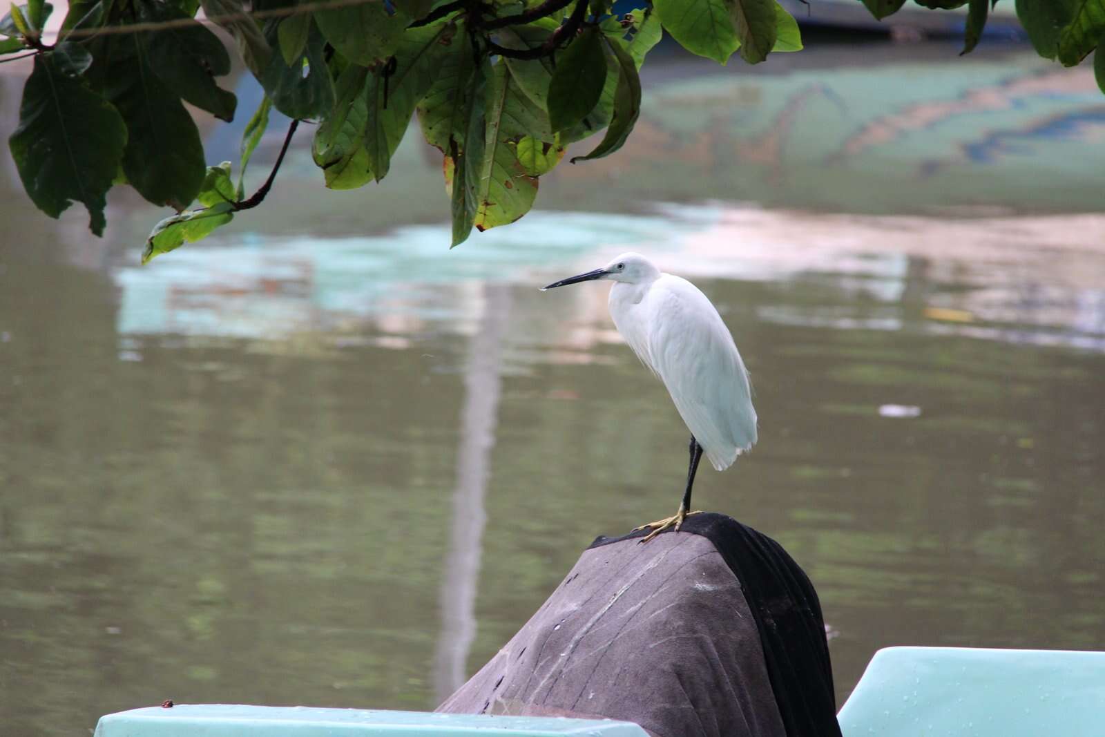 Image of Little Egret