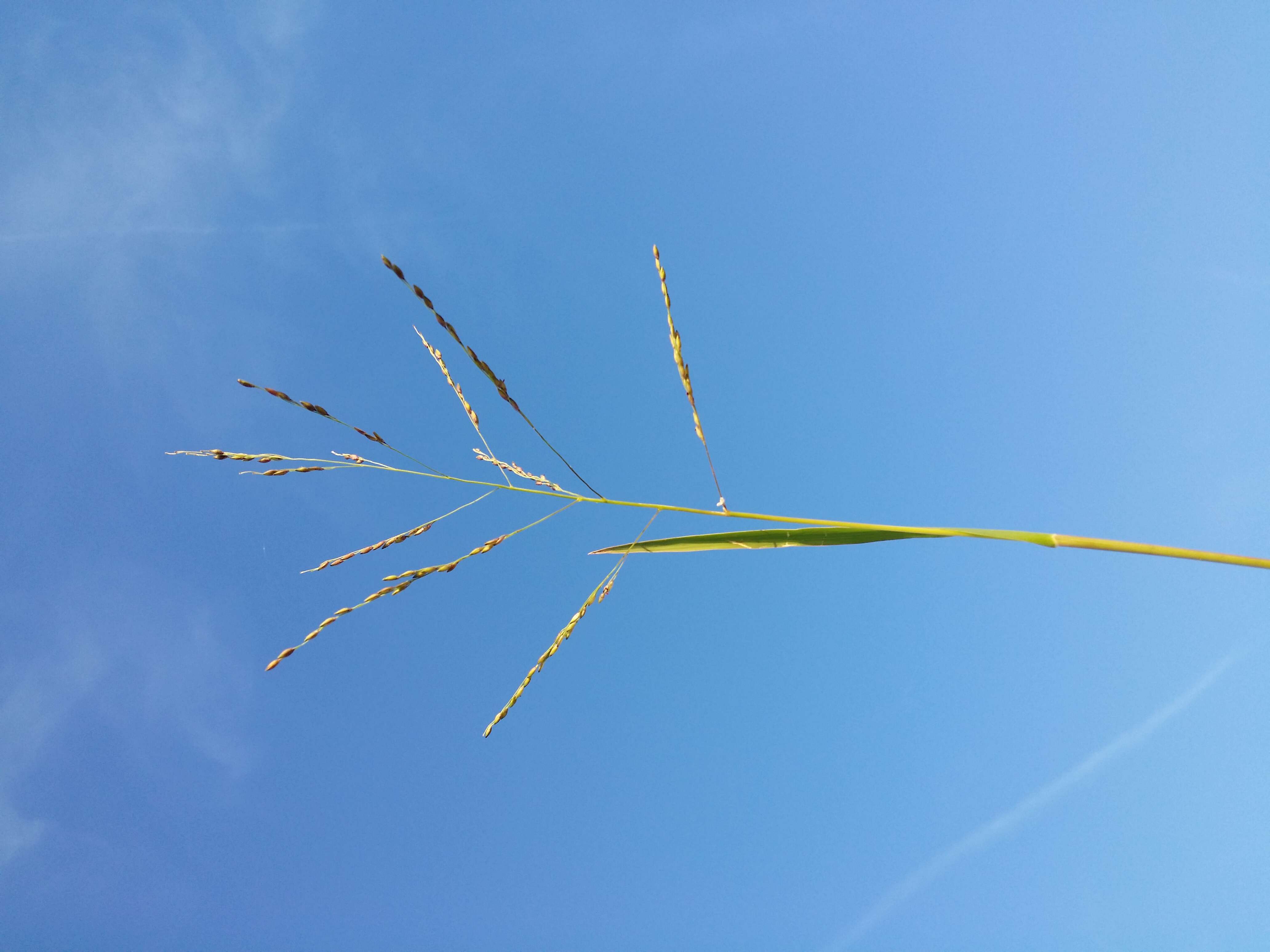 Imagem de Panicum dichotomiflorum Michx.