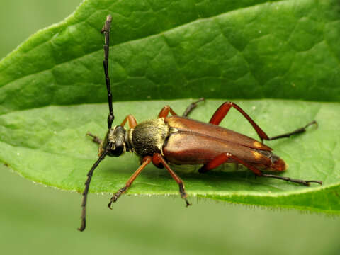 Image of Typocerus acuticauda Casey 1913