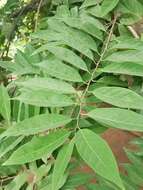 Image of sugar apple