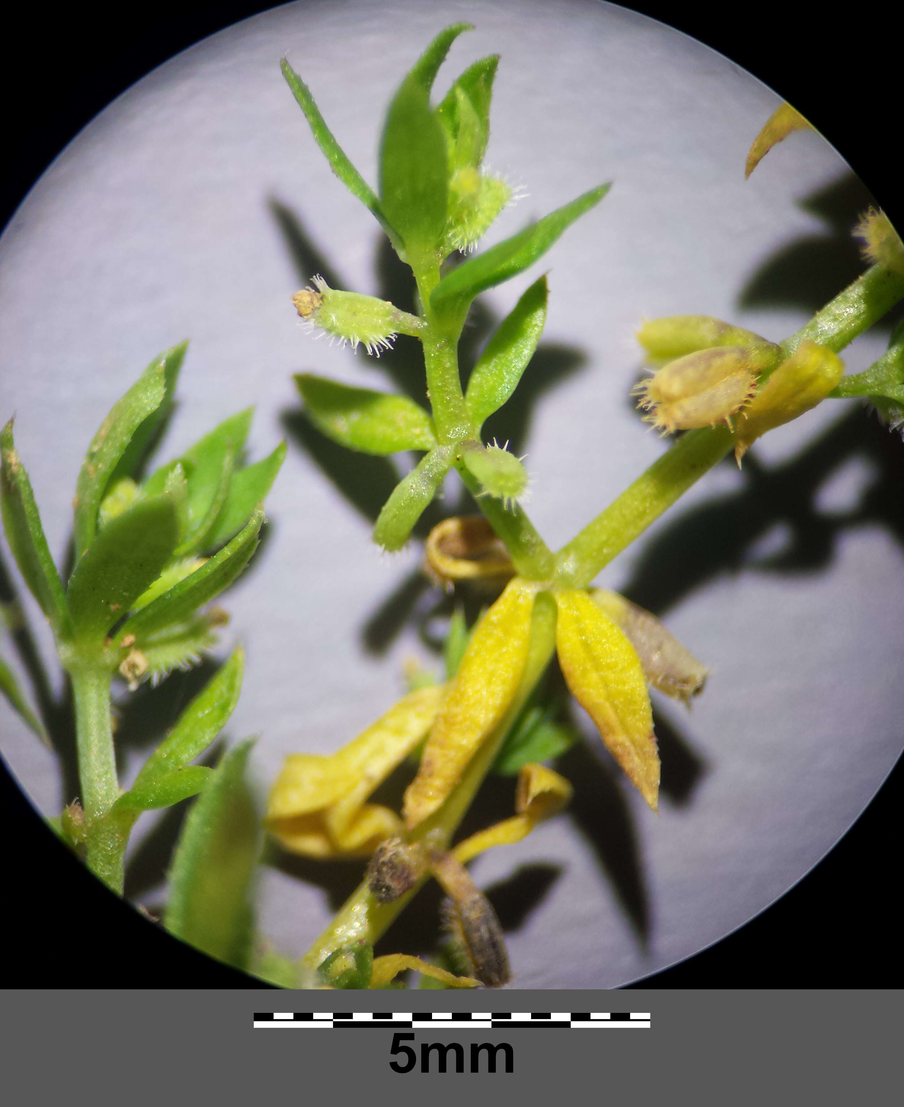 Image of yellow wall bedstraw