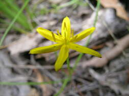 Image of Hypoxis hygrometrica Labill.