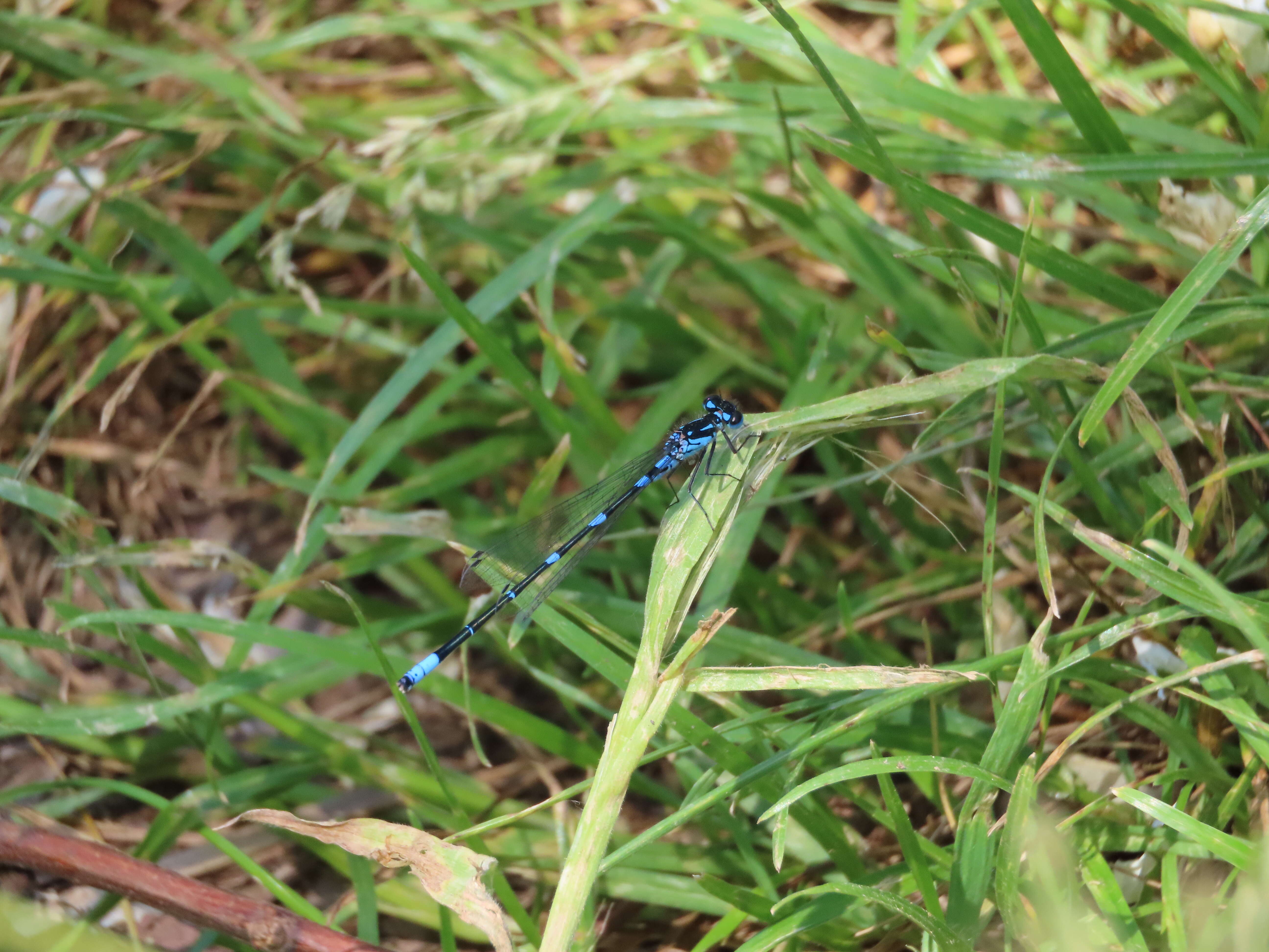 Imagem de Coenagrion pulchellum (Vander Linden 1825)