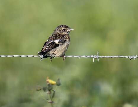 Image of African Stonechat