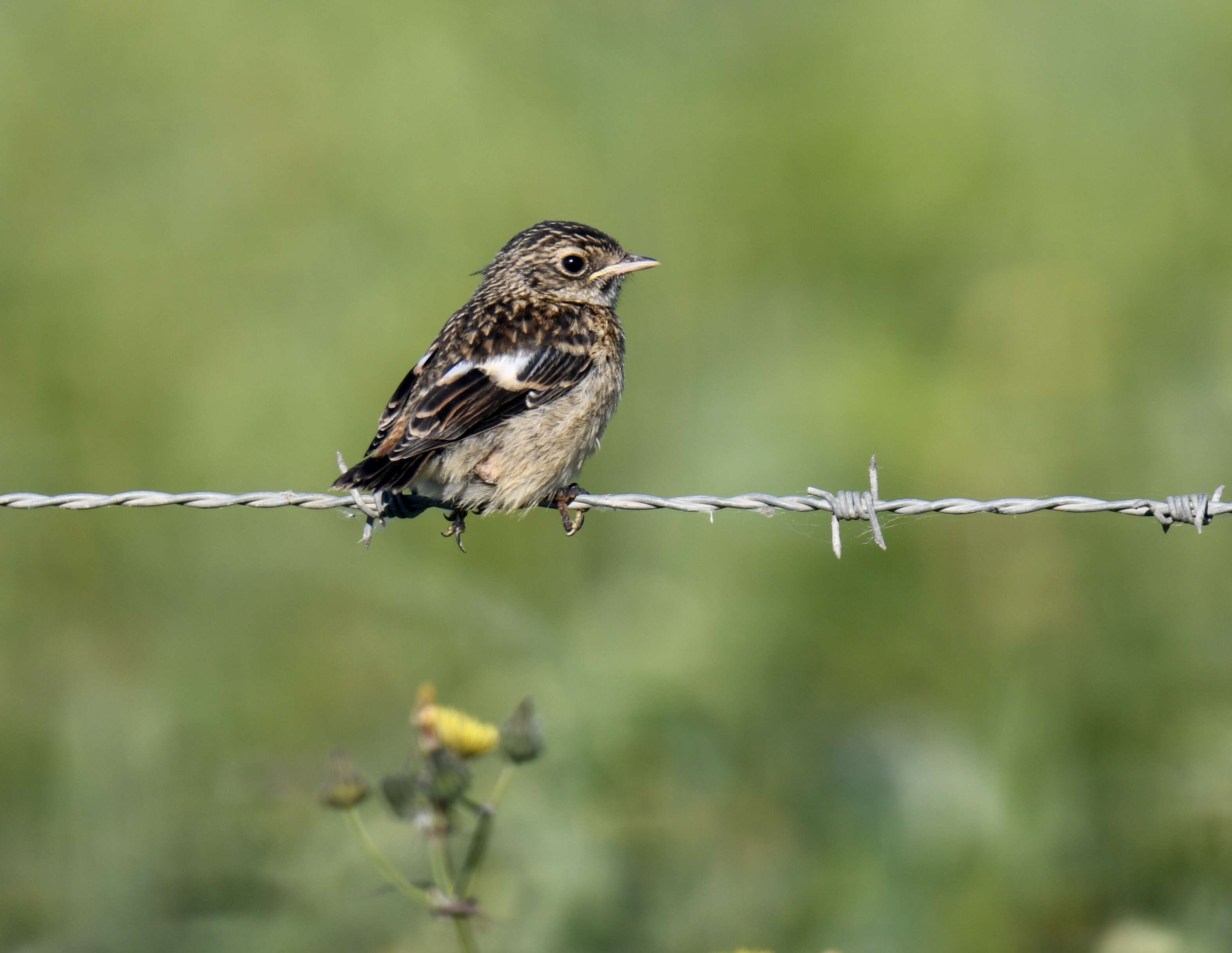 Image of African Stonechat