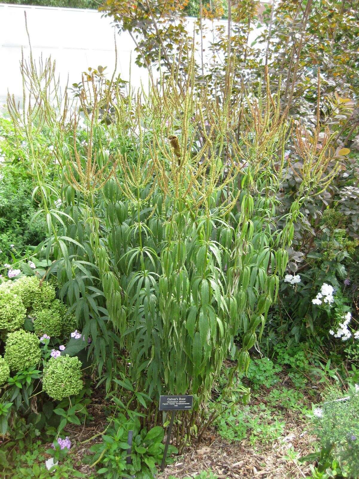 Image of Veronicastrum sibiricum (L.) Pennell