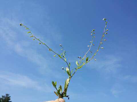 Image of Tufted Forget-Me-Not