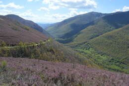 Image of Erica australis L.