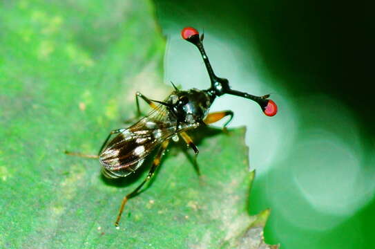 Image of Teleopsis amnoni