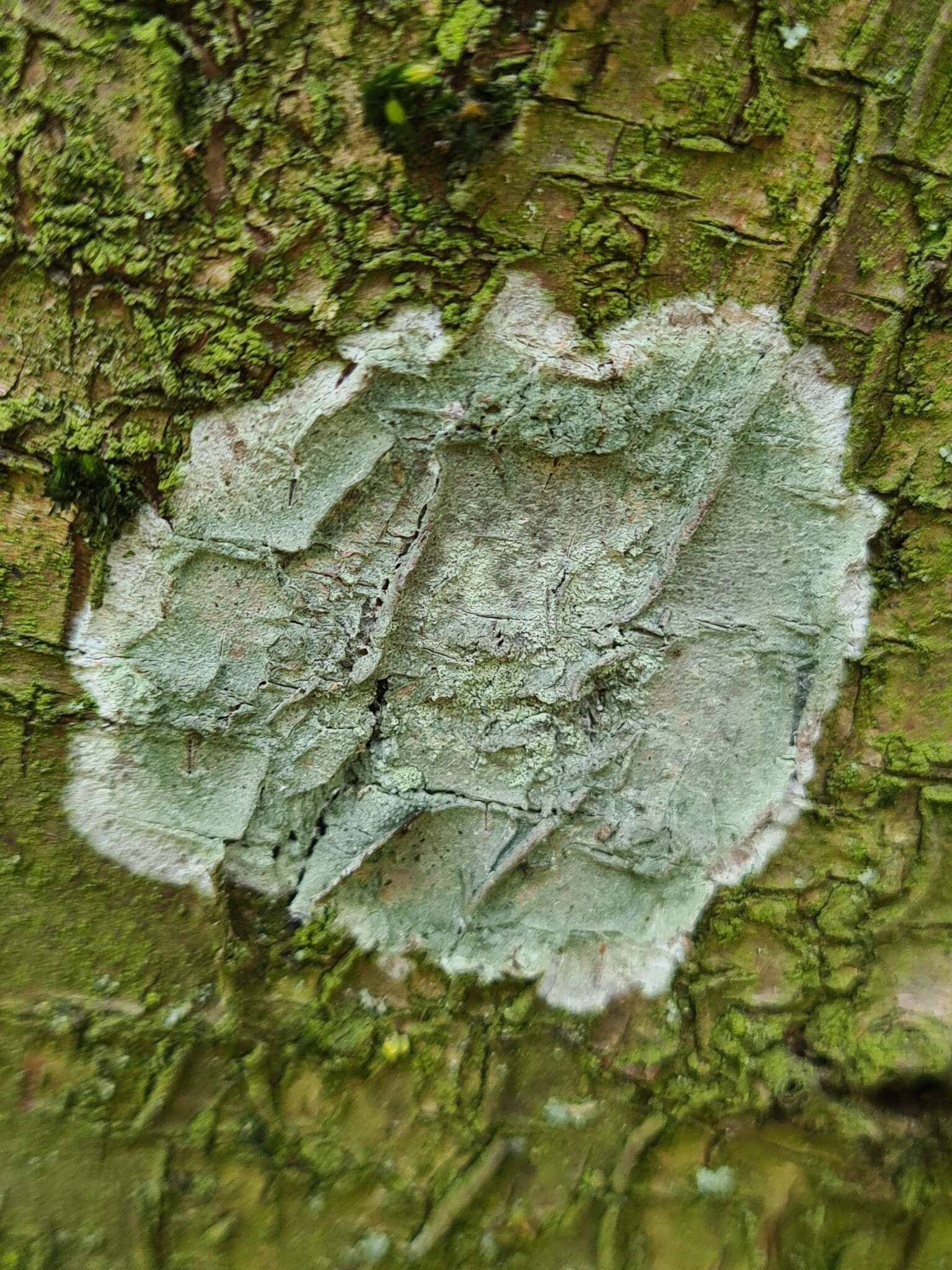 Image of blemished lichen