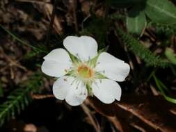 Imagem de Potentilla alba L.