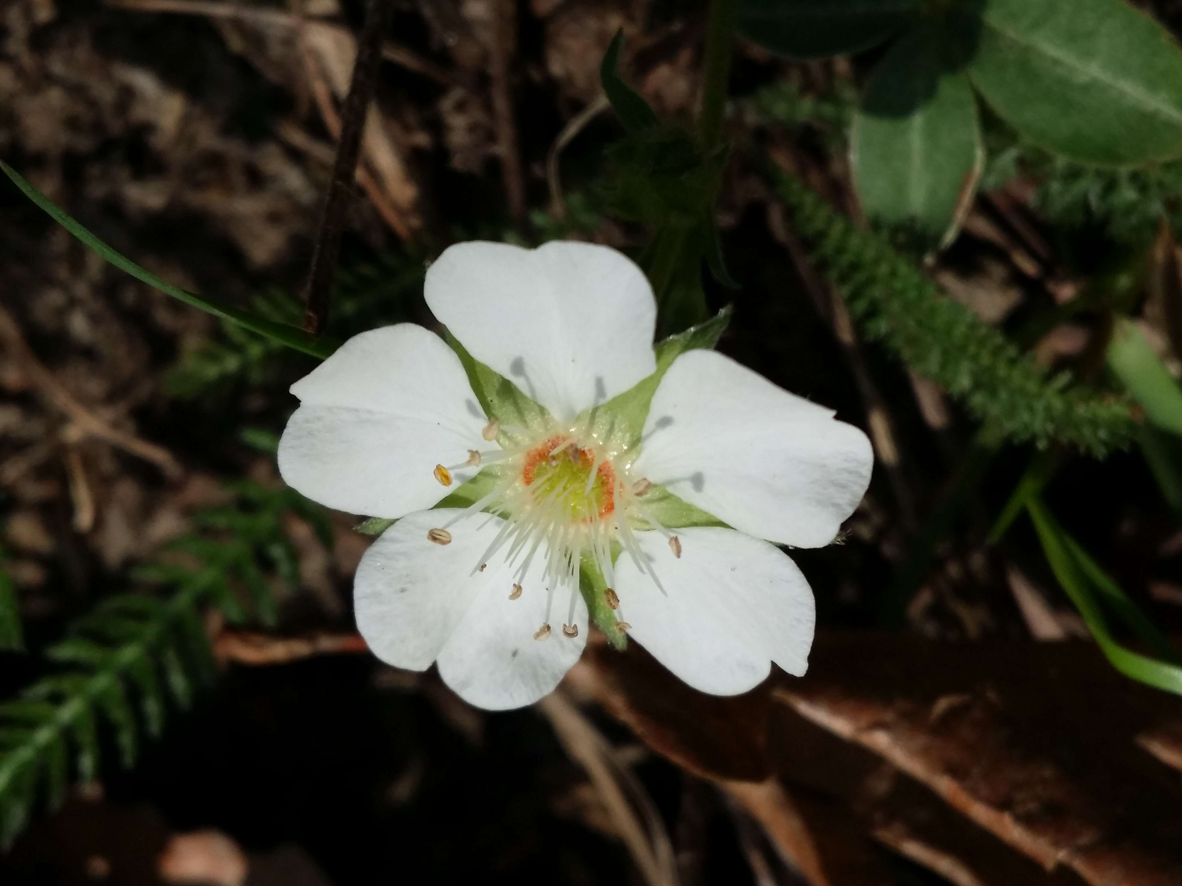 Imagem de Potentilla alba L.