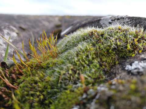 Image of pulvinate dry rock moss