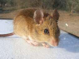 Image of Tete Veld Aethomys -- Tete Veld Rat