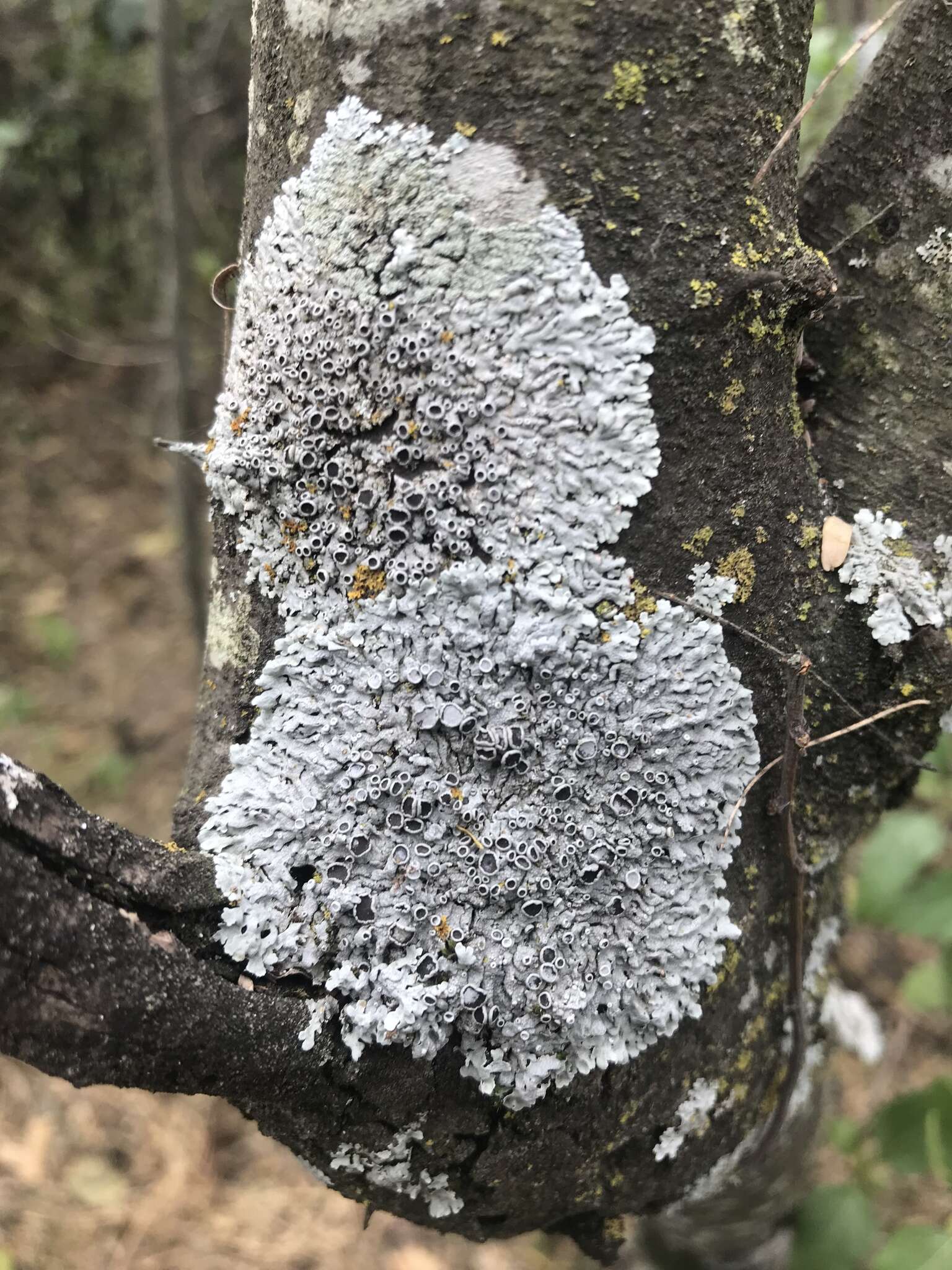 Image of rosette lichen