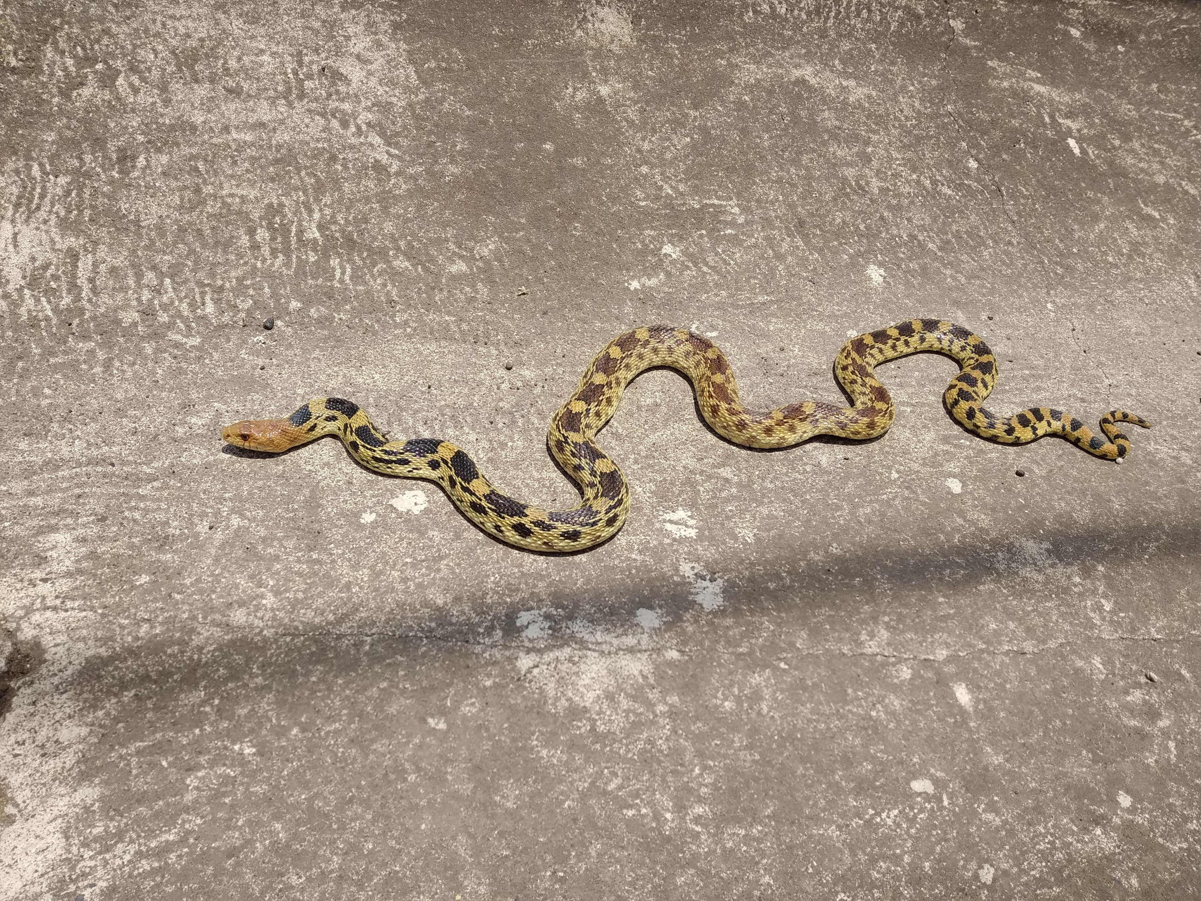 Image of Mexican Bullsnake