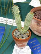 Image de Ceropegia gordonii (Masson) Bruyns