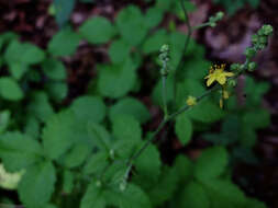 Agrimonia pubescens Wallr. resmi