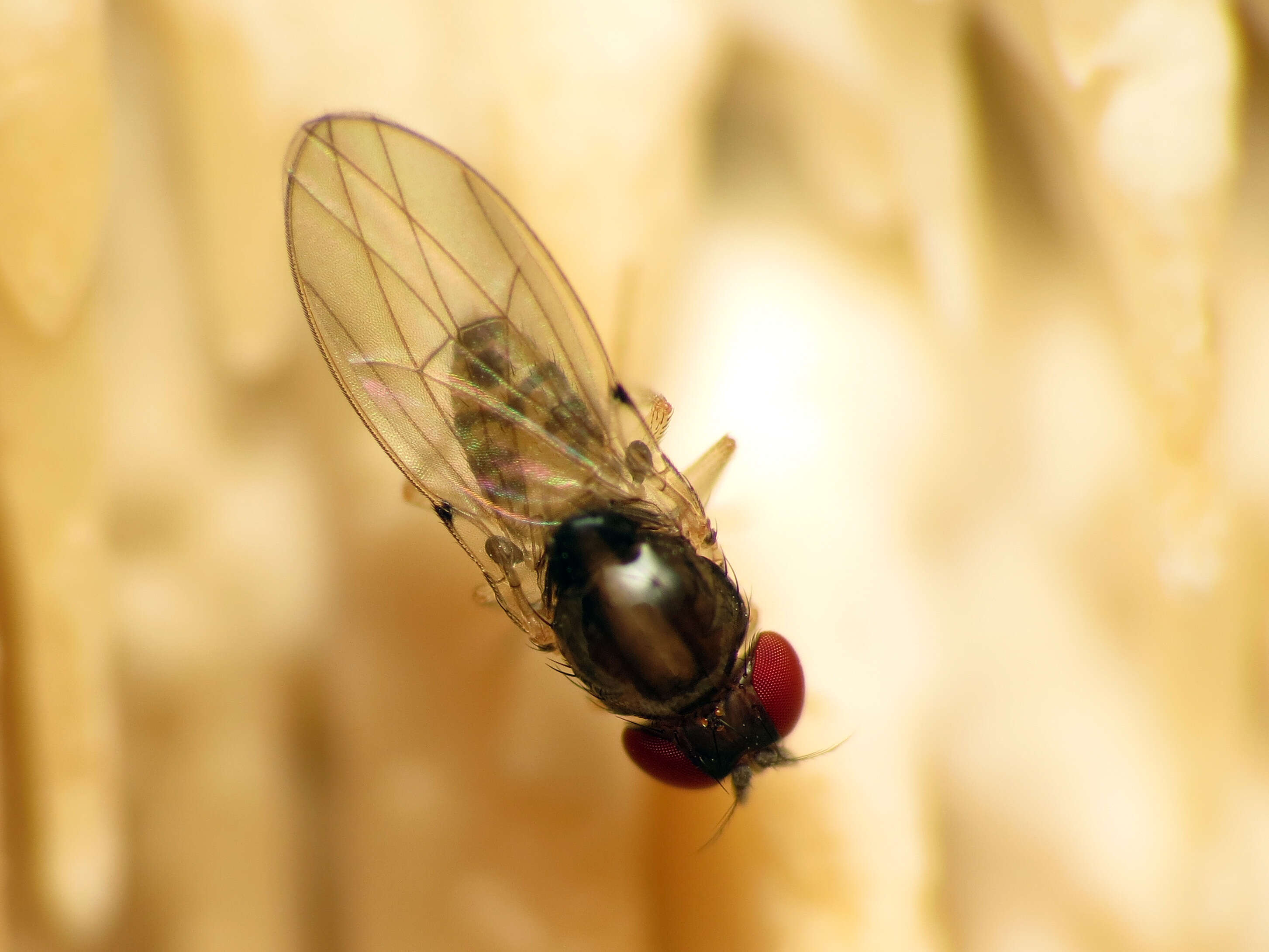 Image of Mycodrosophila claytonae Wheeler & Takada 1963