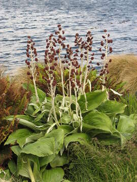 Image of Pleurophyllum criniferum Hook. fil.