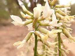 صورة Astragalus schmolliae