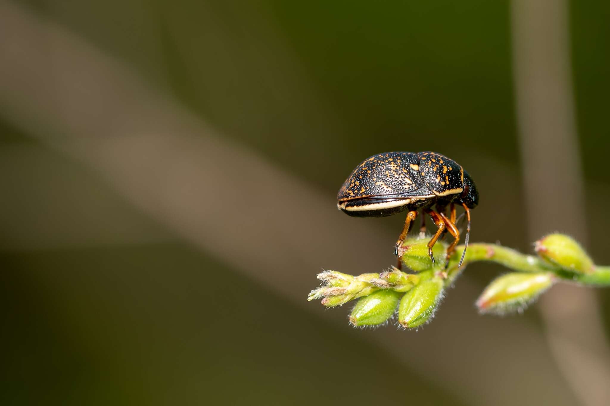 Image of Orsilochides