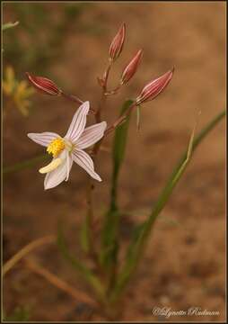 Image of Cyanella lutea L. fil.