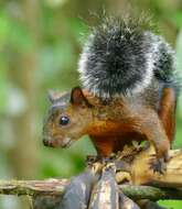 Image of Variegated Squirrel