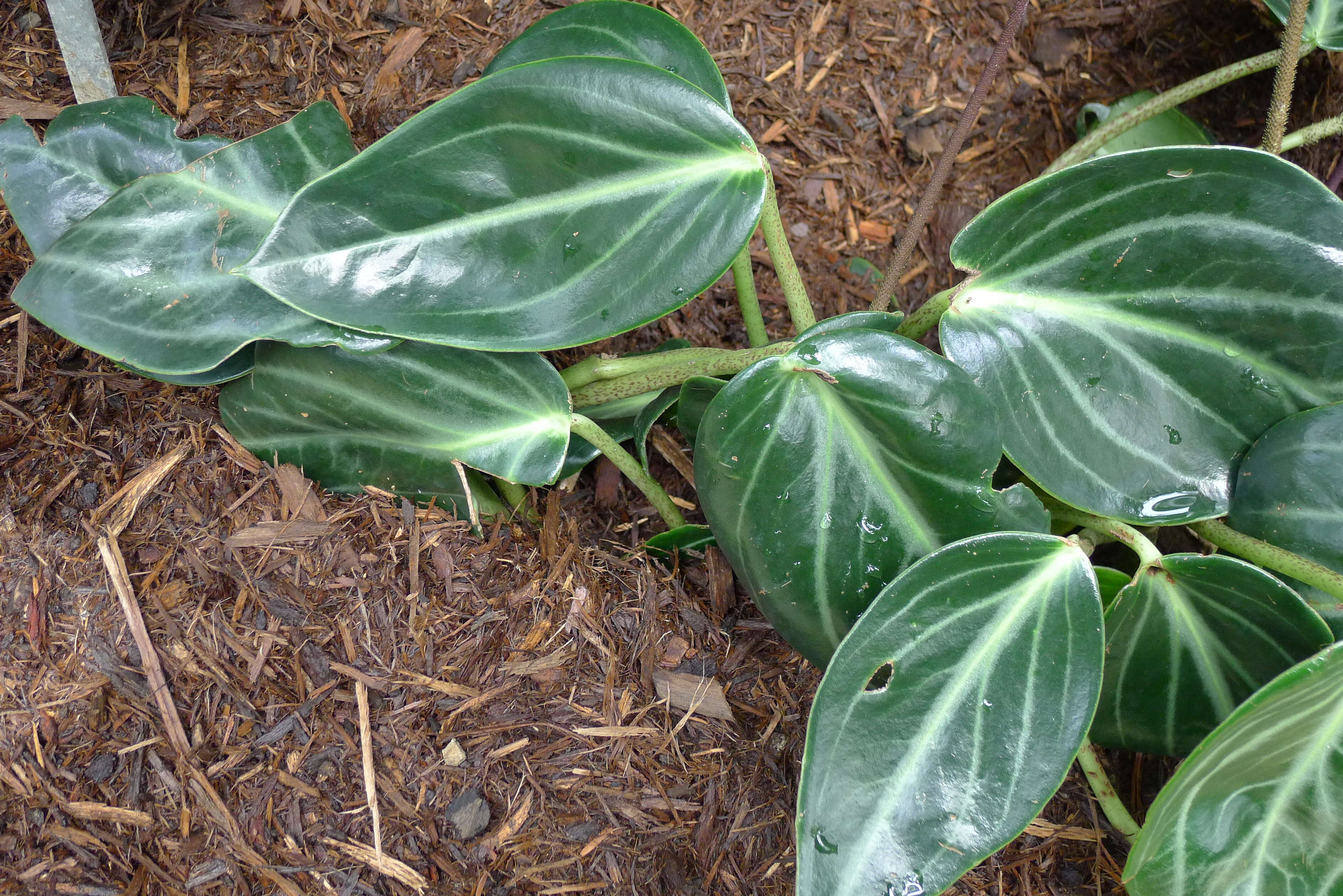 Image of spotted peperomia