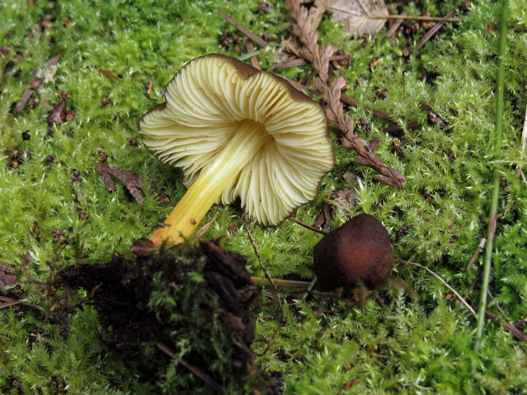 Image of Pluteus romellii (Britzelm.) Sacc. 1895