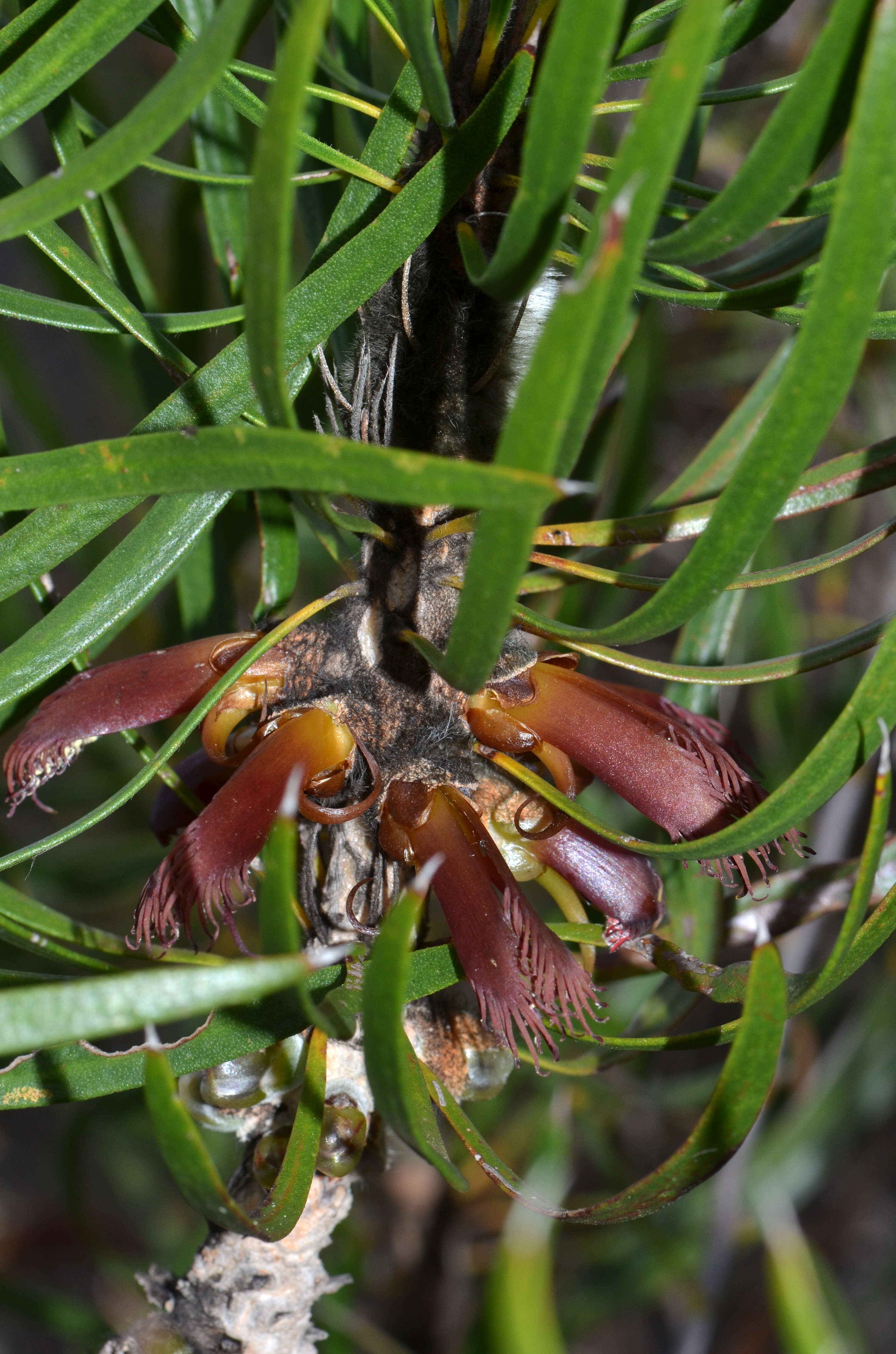 Image of Melaleuca pachystachya (Benth.) Craven & R. D. Edwards