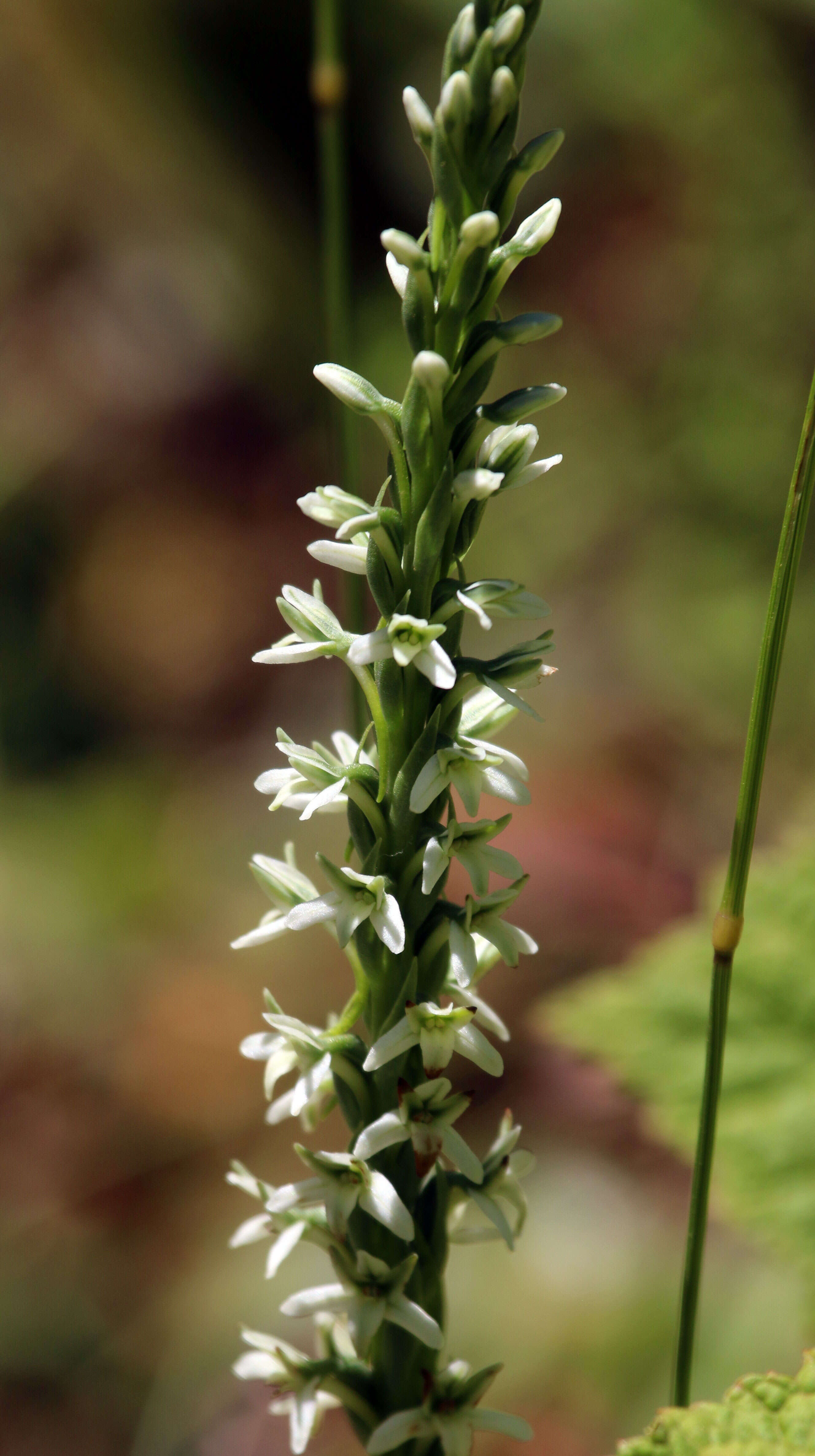 Image of elegant piperia